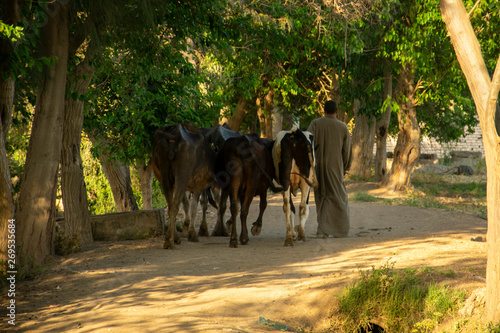 a rancher walking with his cattles