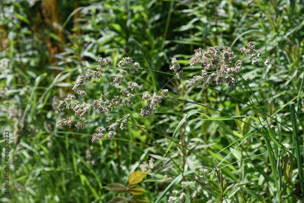 Orchard grass is the cause of hay fever.