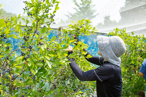 Photography Blueberry picking in the farm