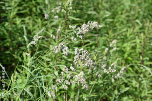 Orchard grass is the cause of hay fever.