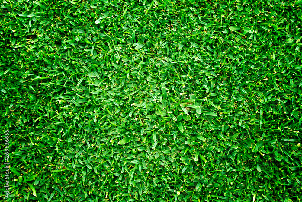 grass grass