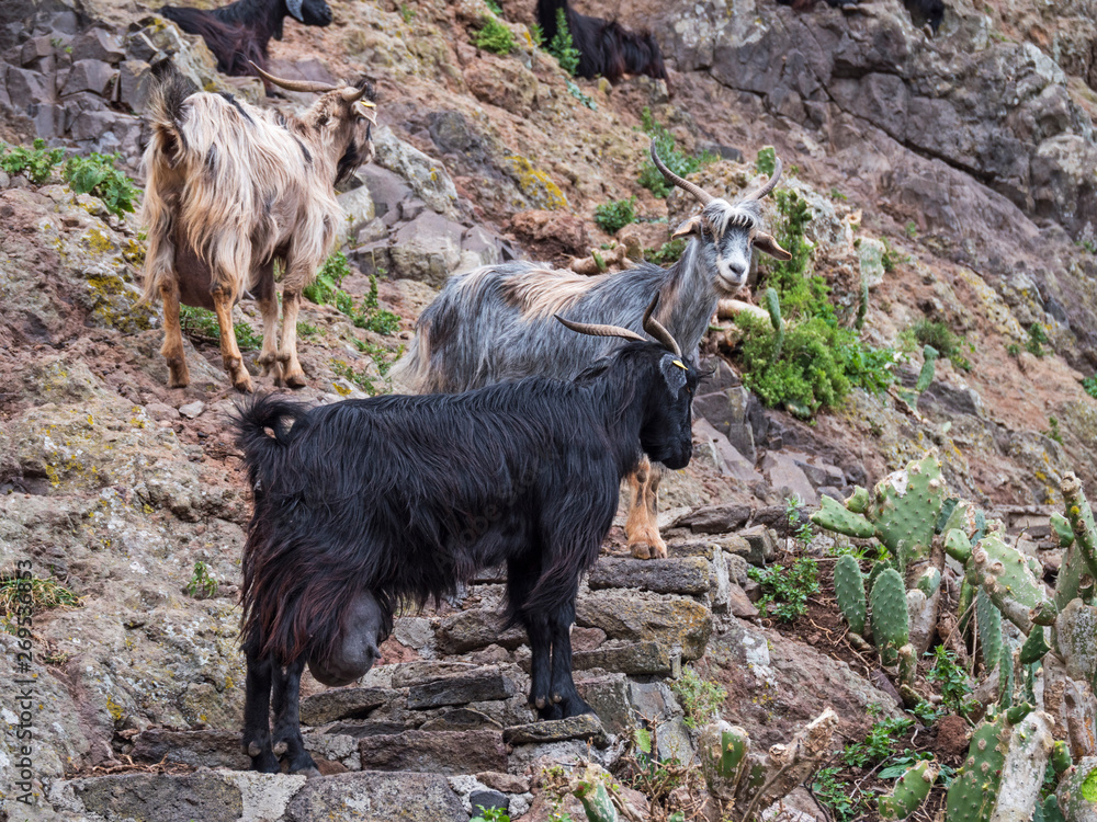 Mountain goats on a hike in the Anaga mountains on Tenerife Island with blue sky