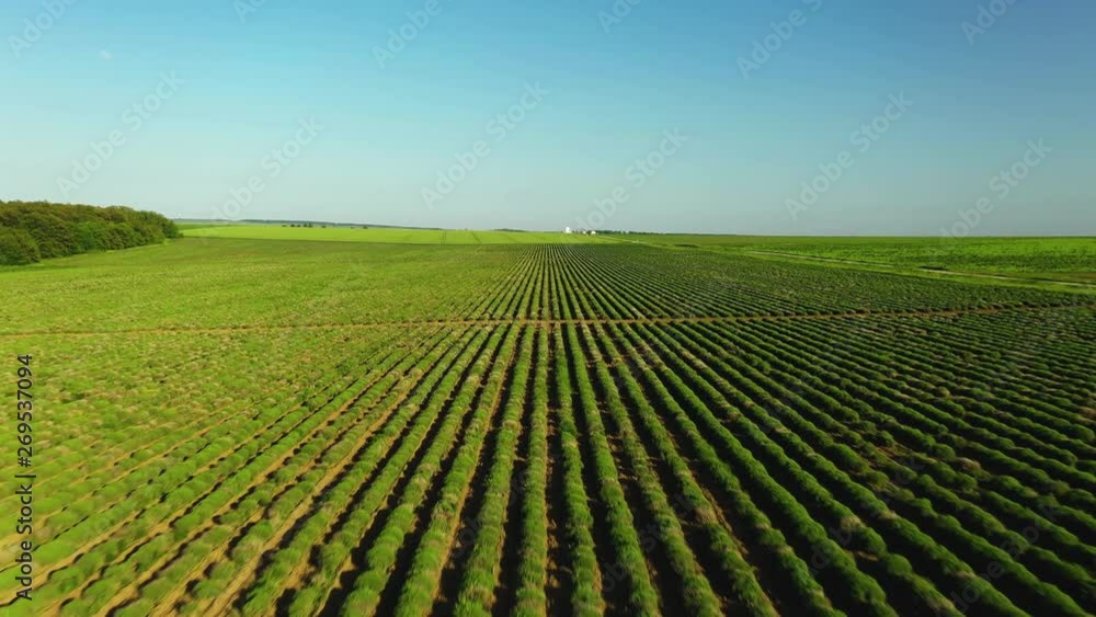 Vast Green Lavender Field in the Spring Before Blooming Vast Green Lavender Field in the Spring Before Blooming
