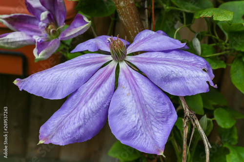 Pink, purple flowers of Clematis Dianas Delight