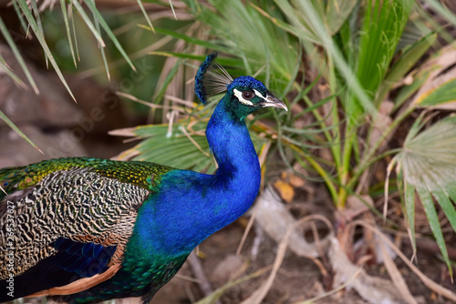 Wallpaper Mural Peacock in the park. Peacock portrait. Torontodigital.ca