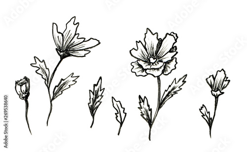 set of floral elements for your design. black and white pencil drawing. 