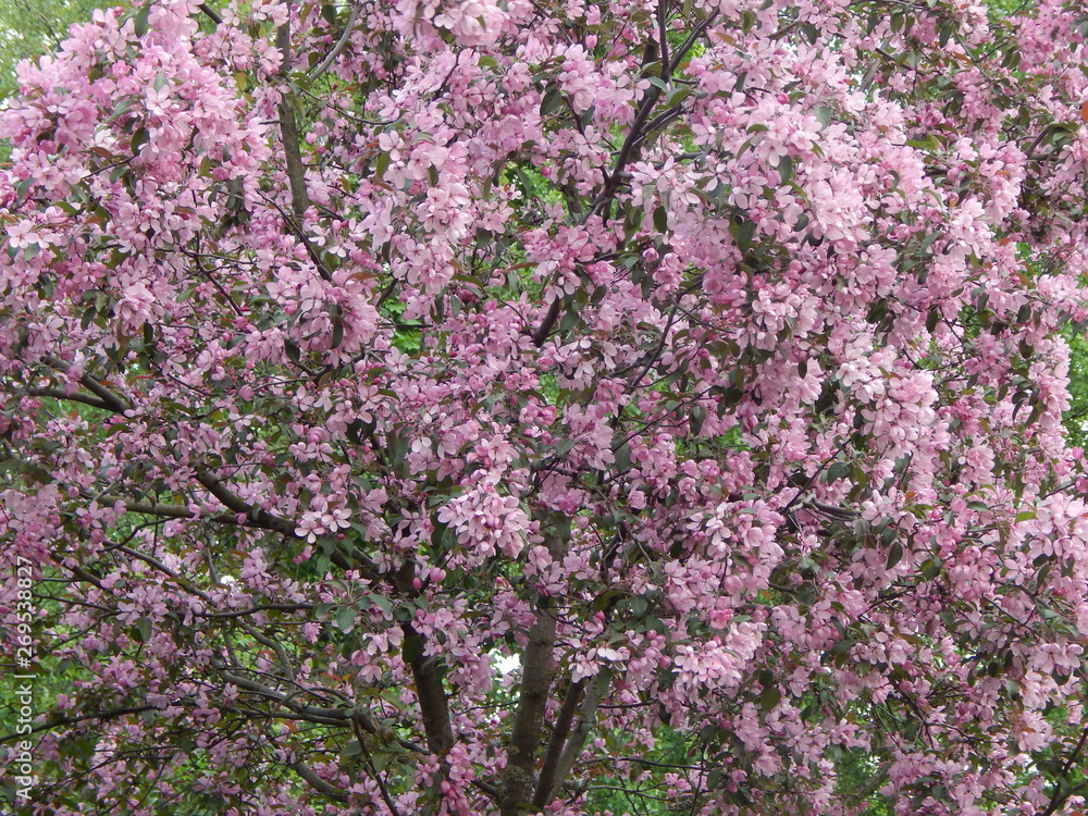 Sakura blossoms: many pink flowers fill the entire space, background