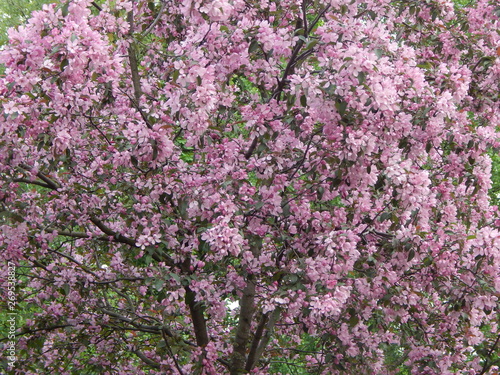 Sakura blossoms: many pink flowers fill the entire space, background © HelenkaNNN