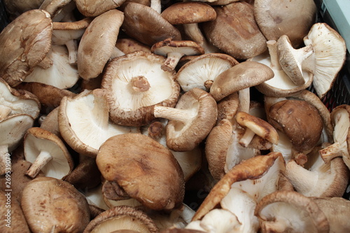 Shiitake mushrooms, full frame cover photo