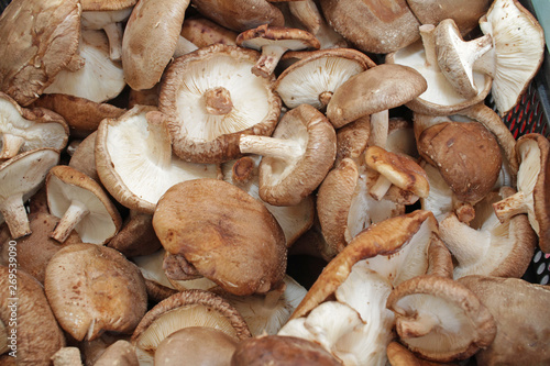 Shiitake mushrooms, full frame cover photo