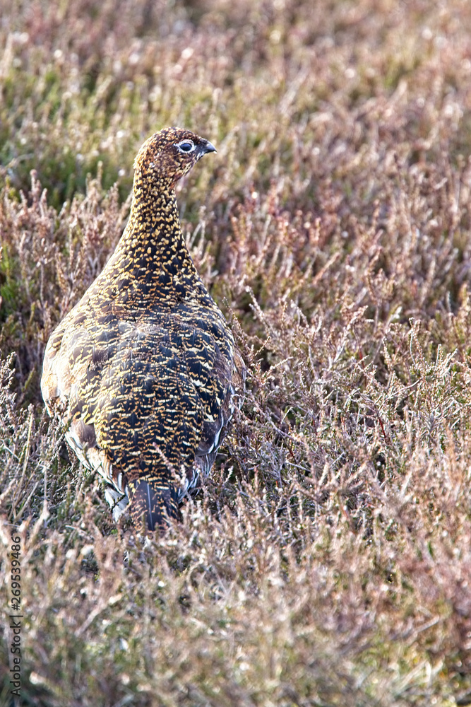 Red Gouse (Lagopus lagopus scotica), female on a heather moor, North York Moors National Park, Yorkshire, England, UK. Red Gouse (Lagopus lagopus scotica), female on a heather moor, North York Moors National Park, Yorkshire, England, UK.