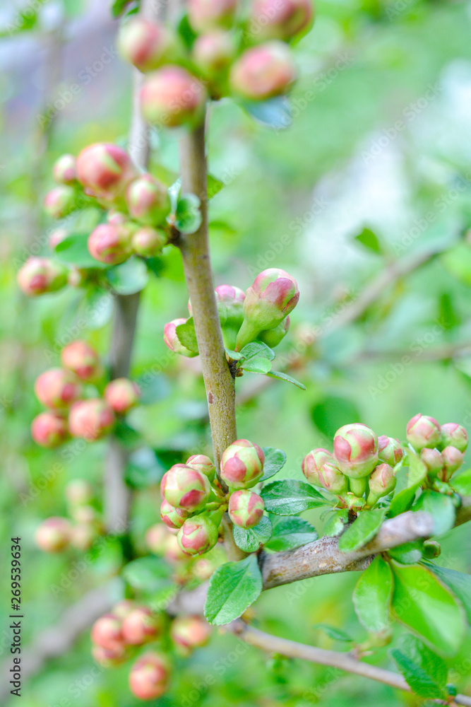Close up of flower buds at the tip of a bush branch starting to bloom in spring Close up of flower buds at the tip of a bush branch starting to bloom in spring