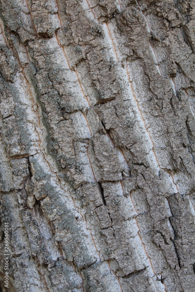 tree bark tree bark