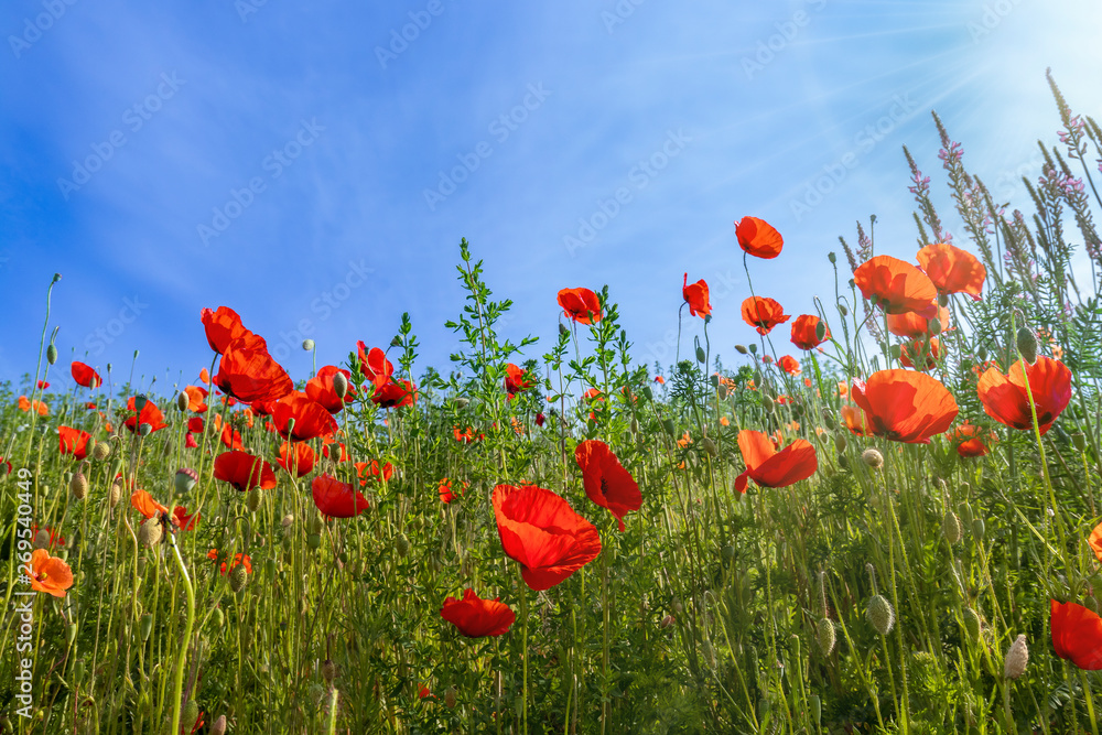 Obraz premium Klatschmohnblumen im Gegenlicht