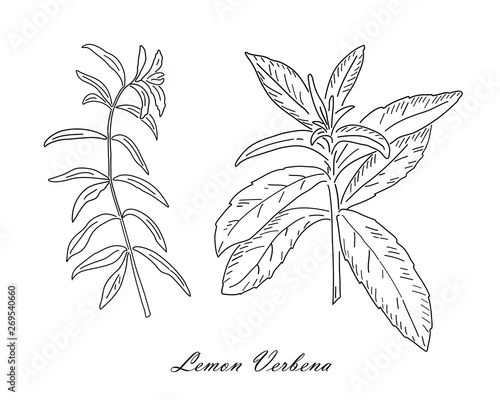 Lemon verbena tea herb isolated on white background.