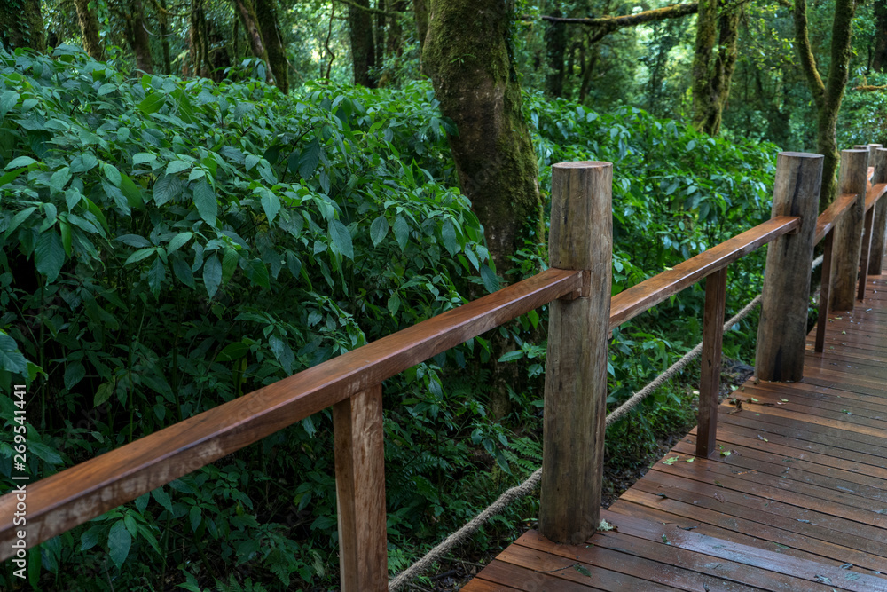 bridge, forest, nature, wood, path, wooden, green, trees, walkway, tree, park, trail, landscape, boardwalk, pathway, summer, jungle, footpath, natural, woods, outdoors, walk, outdoor, road, river bridge, forest, nature, wood, path, wooden, green, trees, walkway, tree, park, trail, landscape, boardwalk, pathway, summer, jungle, footpath, natural, woods, outdoors, walk, outdoor, road, river