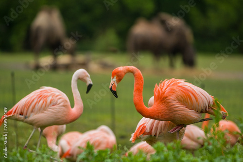 Pack of bright birds in a green meadow near the lake. Exotic flamingos saturated pink and orange colors with fluffy feathers © Vlada