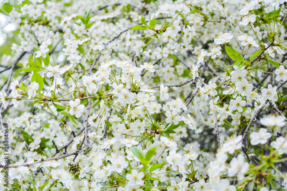Close up of little white flowers on bush branch. Romantic blooming bush