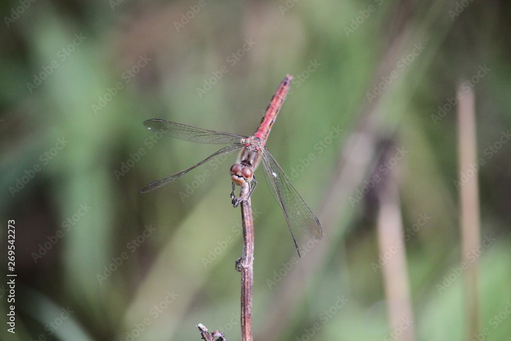red dragonfly red dragonfly