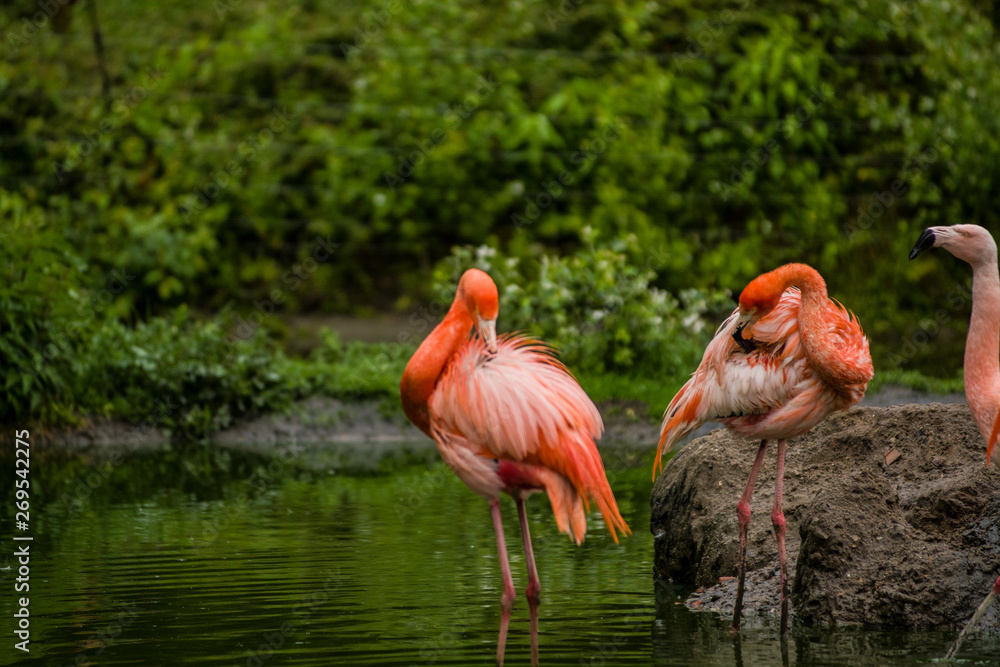 Pack of bright birds in a green meadow near the lake. Exotic flamingos saturated pink and orange colors with fluffy feathers Pack of bright birds in a green meadow near the lake. Exotic flamingos saturated pink and orange colors with fluffy feathers