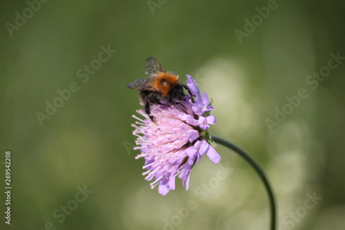 Bee on a flower © Jenny