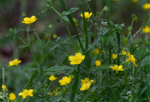 Prairie Broomweed, yellow wildflowers, Xanthocephalum dracunculoides