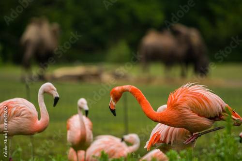 Pack of bright birds in a green meadow near the lake. Exotic flamingos saturated pink and orange colors with fluffy feathers