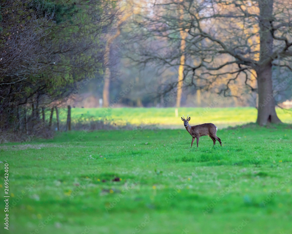 Fototapeta premium Roebuck in meadow at edge of forest at sunset.