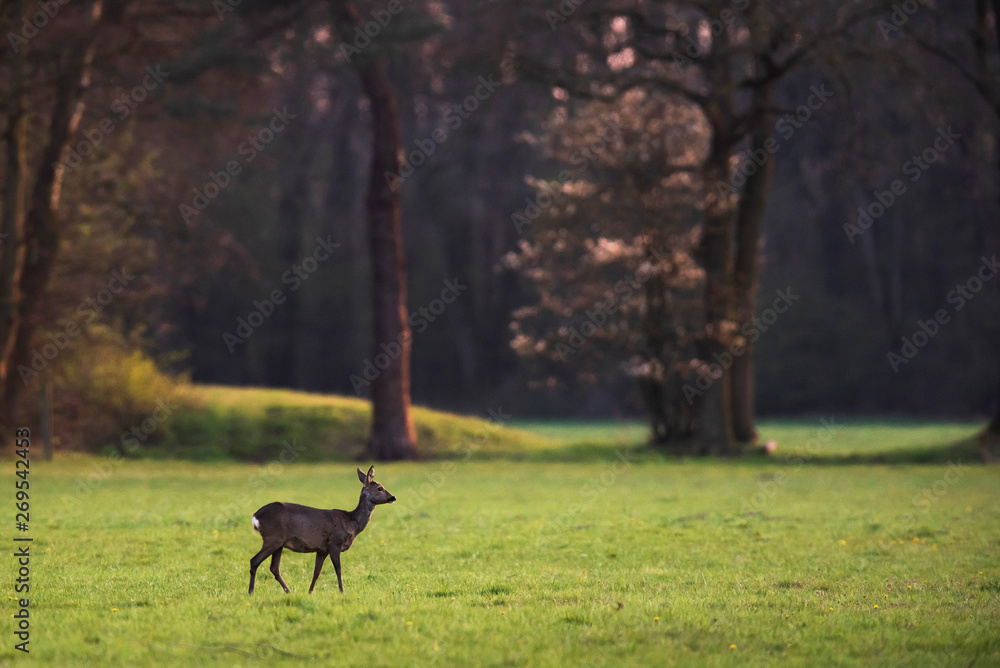 Roe deer doe in forest meadow at sunset in early spring. Roe deer doe in forest meadow at sunset in early spring.
