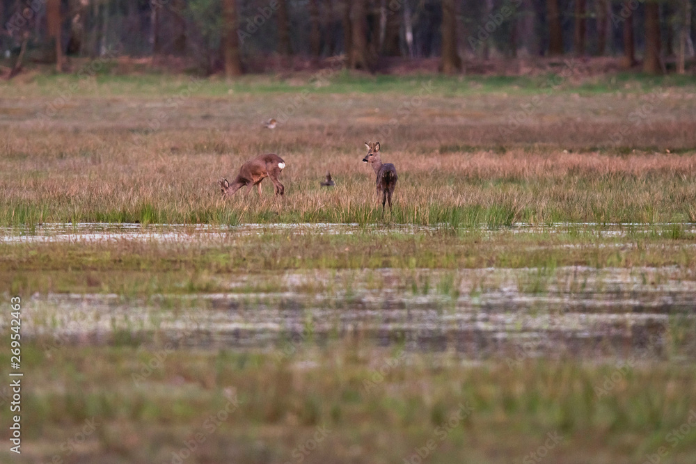 Grazing roe deer in grassy wetland at sunset. Grazing roe deer in grassy wetland at sunset.