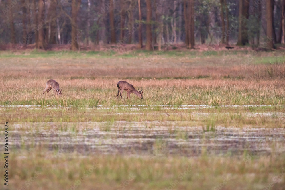 Grazing roe deer in grassy wetland at sunset. Grazing roe deer in grassy wetland at sunset.