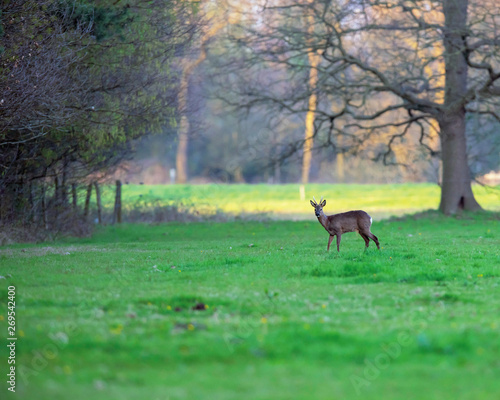 Roebuck in meadow at edge of forest at sunset.