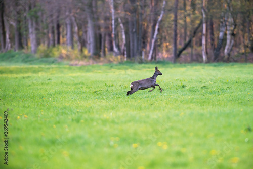 Roe deer doe running in forest meadow in early spring.
