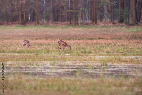 Grazing roe deer in grassy wetland at sunset.