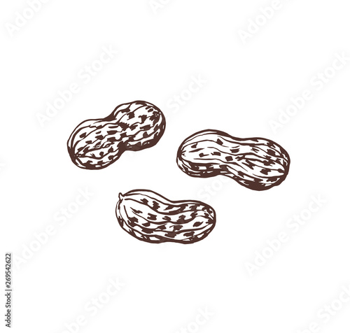 Peanuts ink drawing isolated vector