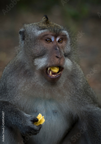 A surprised crab eating Macaque