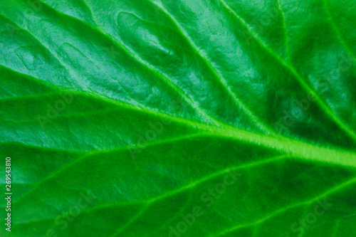 Blurred Pattern of Green Leaf. Abstract Nature Background. Blurred Texture Of Green Leaf. 