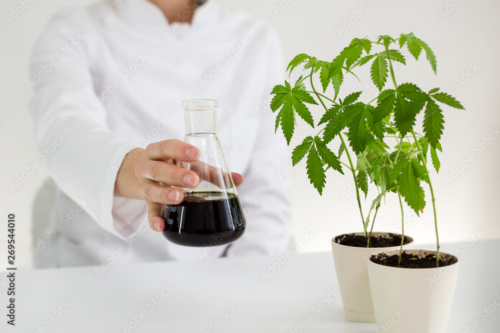 Showing cbd oil in various glass bowls in a laboratory Showing cbd oil in various glass bowls in a laboratory