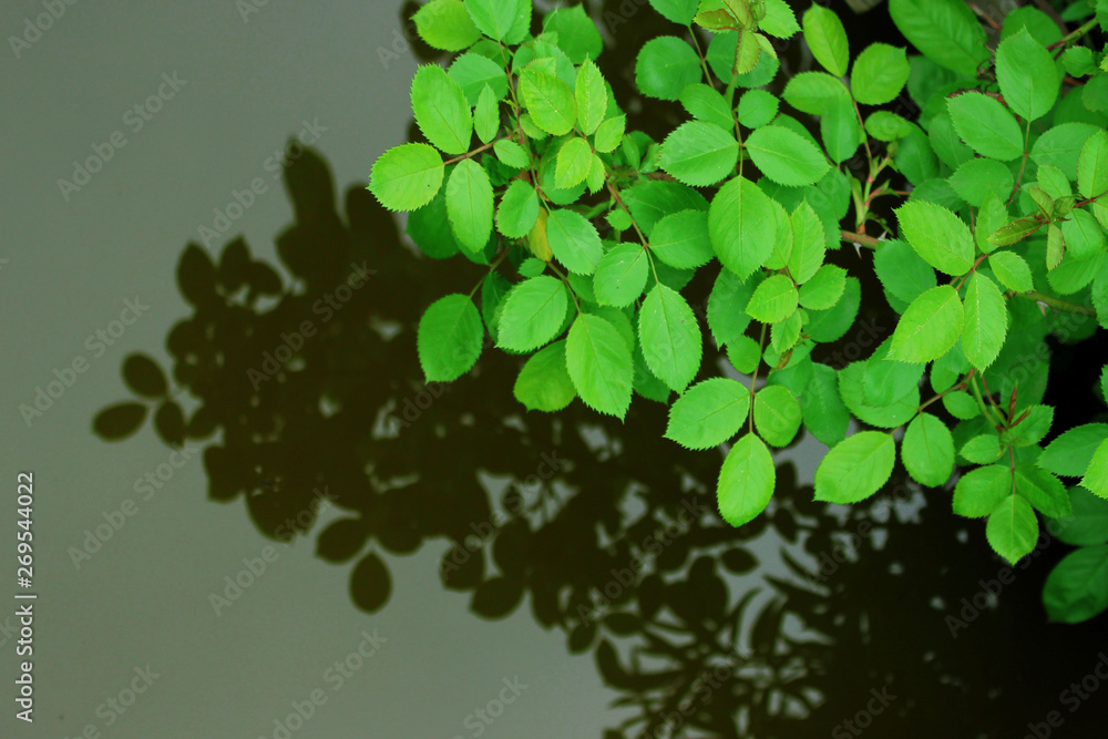 Branch of the plant above the water. Abstract nature background. Green leaves and shadow on the water. Branch of the plant above the water. Abstract nature background. Green leaves and shadow on the water.