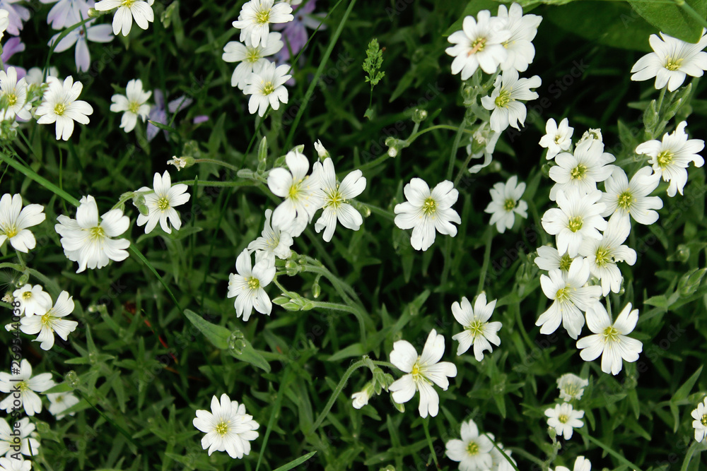 Abstract Nature Background. Cropped Shot Of White Flower. Beautiful Nature Background. Abstract Nature Background. Cropped Shot Of White Flower. Beautiful Nature Background.