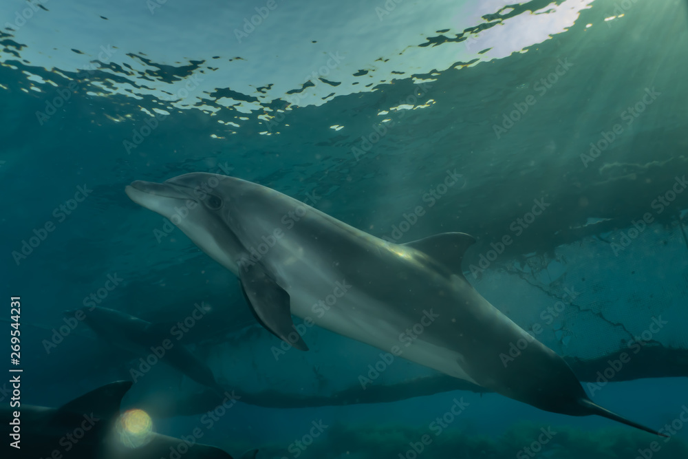Fototapeta premium Dolphin swimming with divers in the Red Sea, Eilat Israel