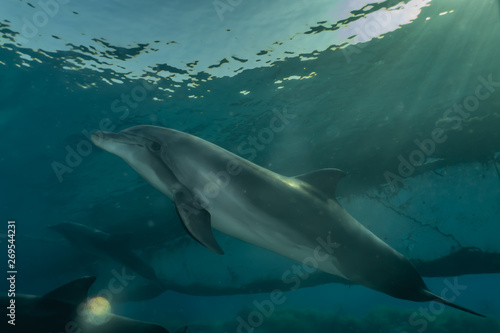 Dolphin swimming with divers in the Red Sea, Eilat Israel © yeshaya