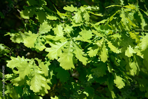 Fresh green oak leaves on a tree on a bright sunny day