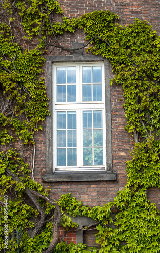White window on brick wall with green liana plants