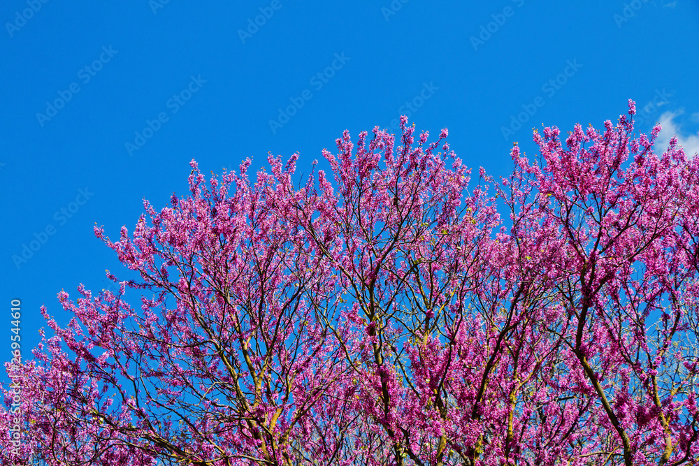 Beautiful blooming mauve tree against a bright blue sky. Beautiful blooming mauve tree against a bright blue sky.