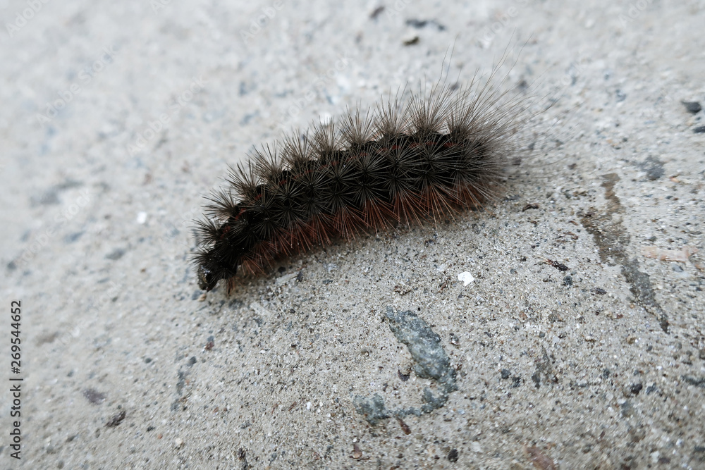 Oruga Oruga