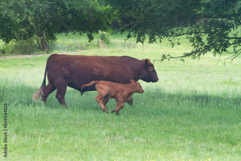 Bull and bull calf, father and son running in a spring pasture, Angus beef cattle