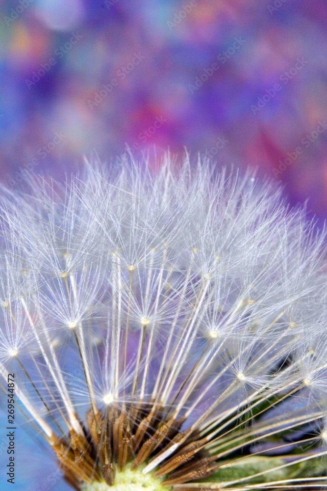Naklejka premium Dandelion Seed Head Blowball Close Up on Rainbow Abstract Background