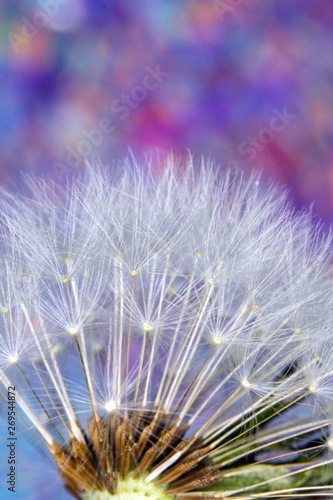 Dandelion Seed Head Blowball Close Up on Rainbow Abstract Background 