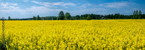 Blossoming rapeseed field, modern European agricultural concept 